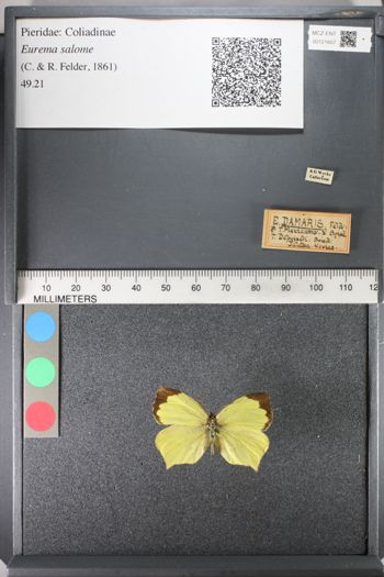 Media type: image;   Entomology 121607
